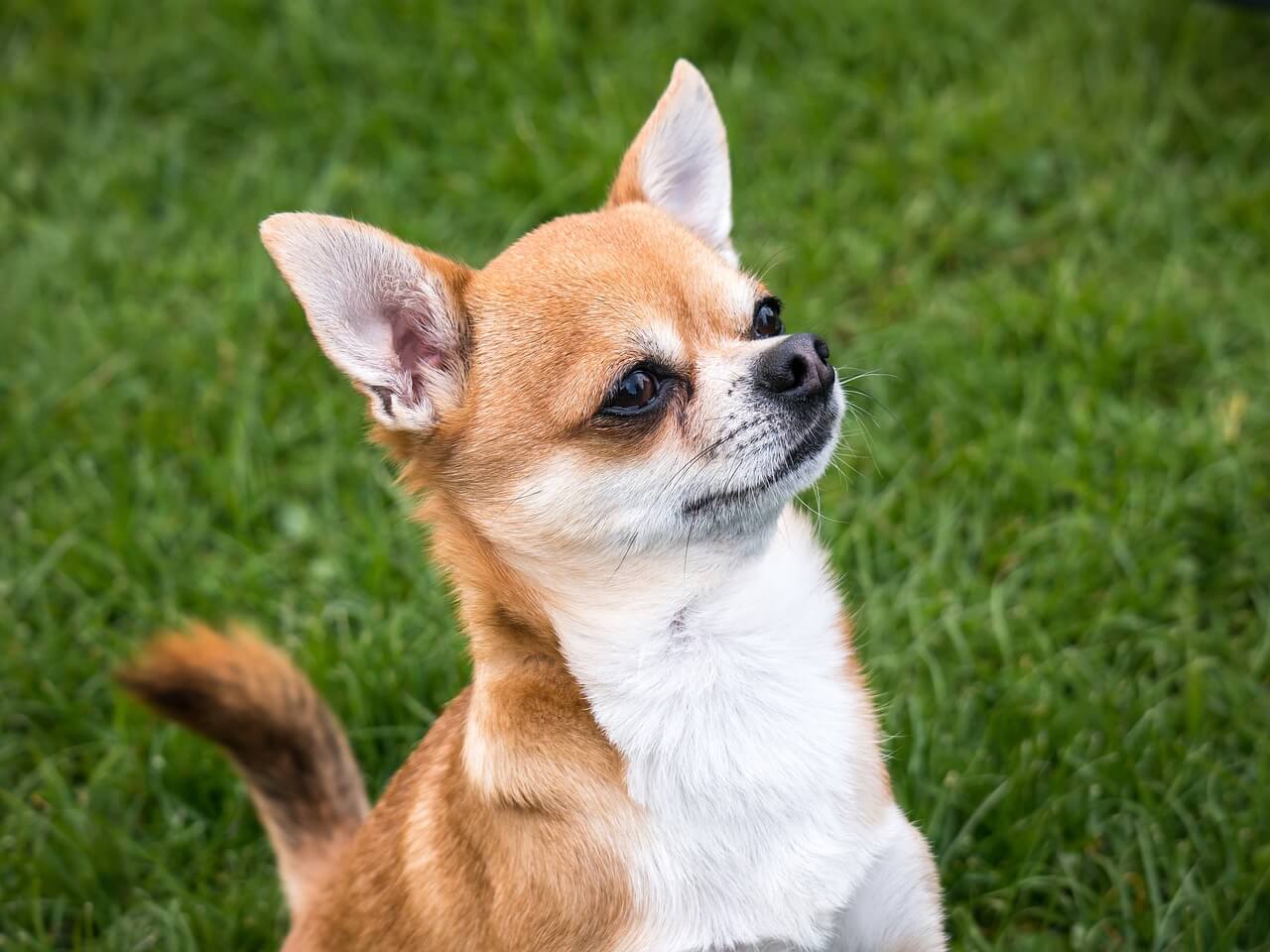 Alles über Chihuahua-Lebenserwartung 🐶👀 | Tipps & Fakten